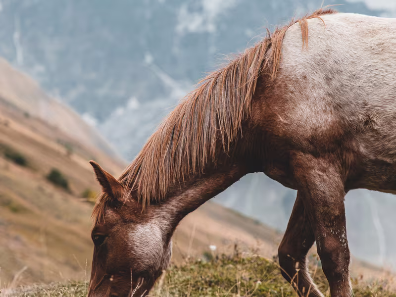 hest