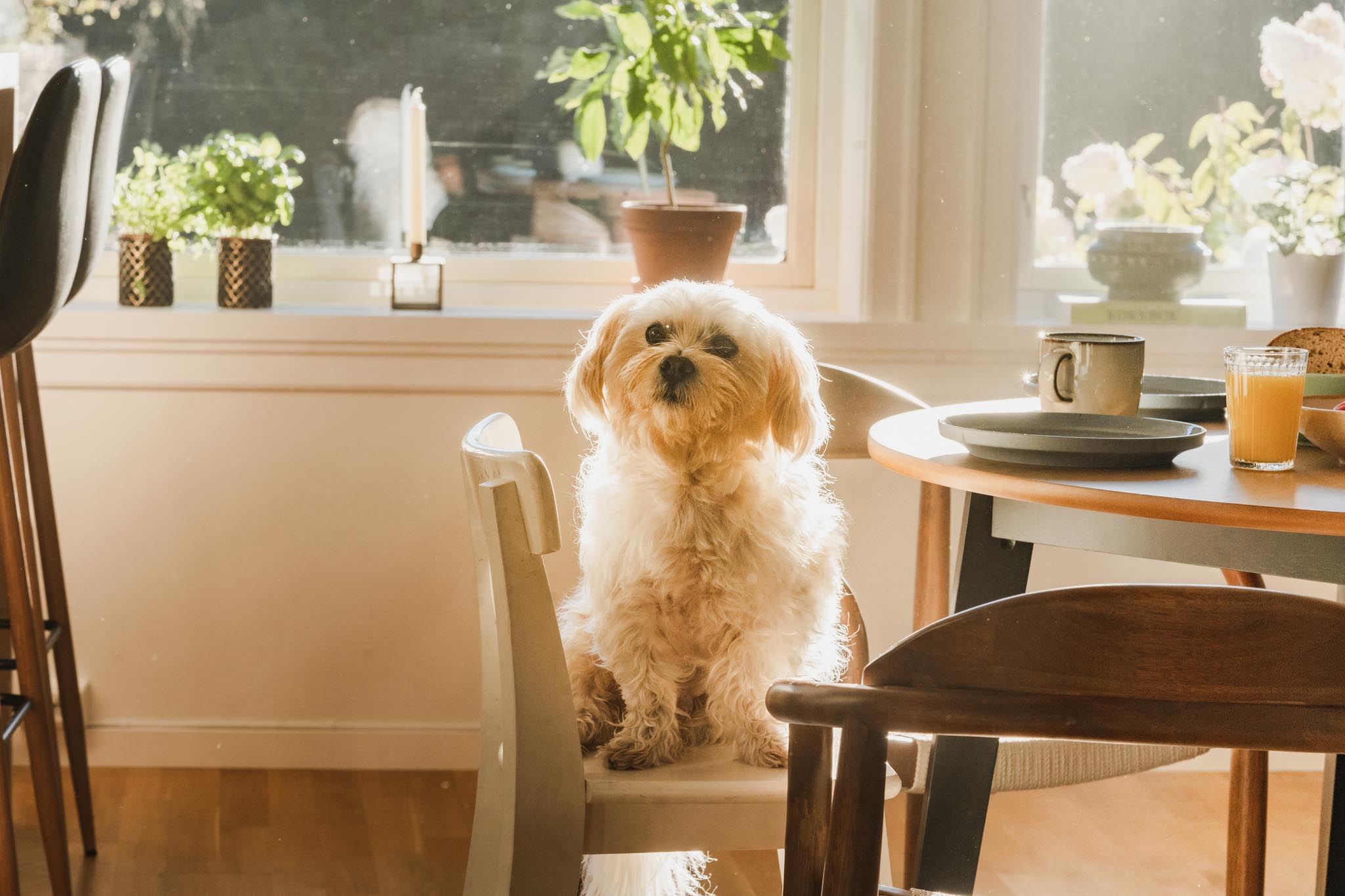 hundeforsikring