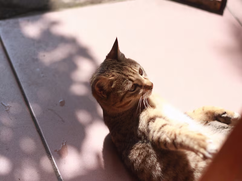 katt