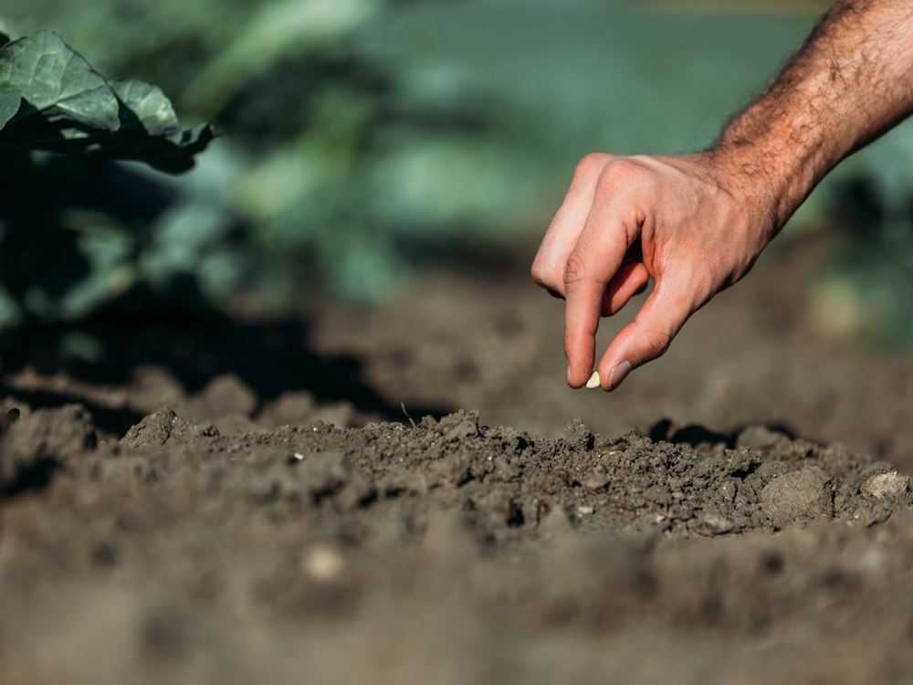 plante frø