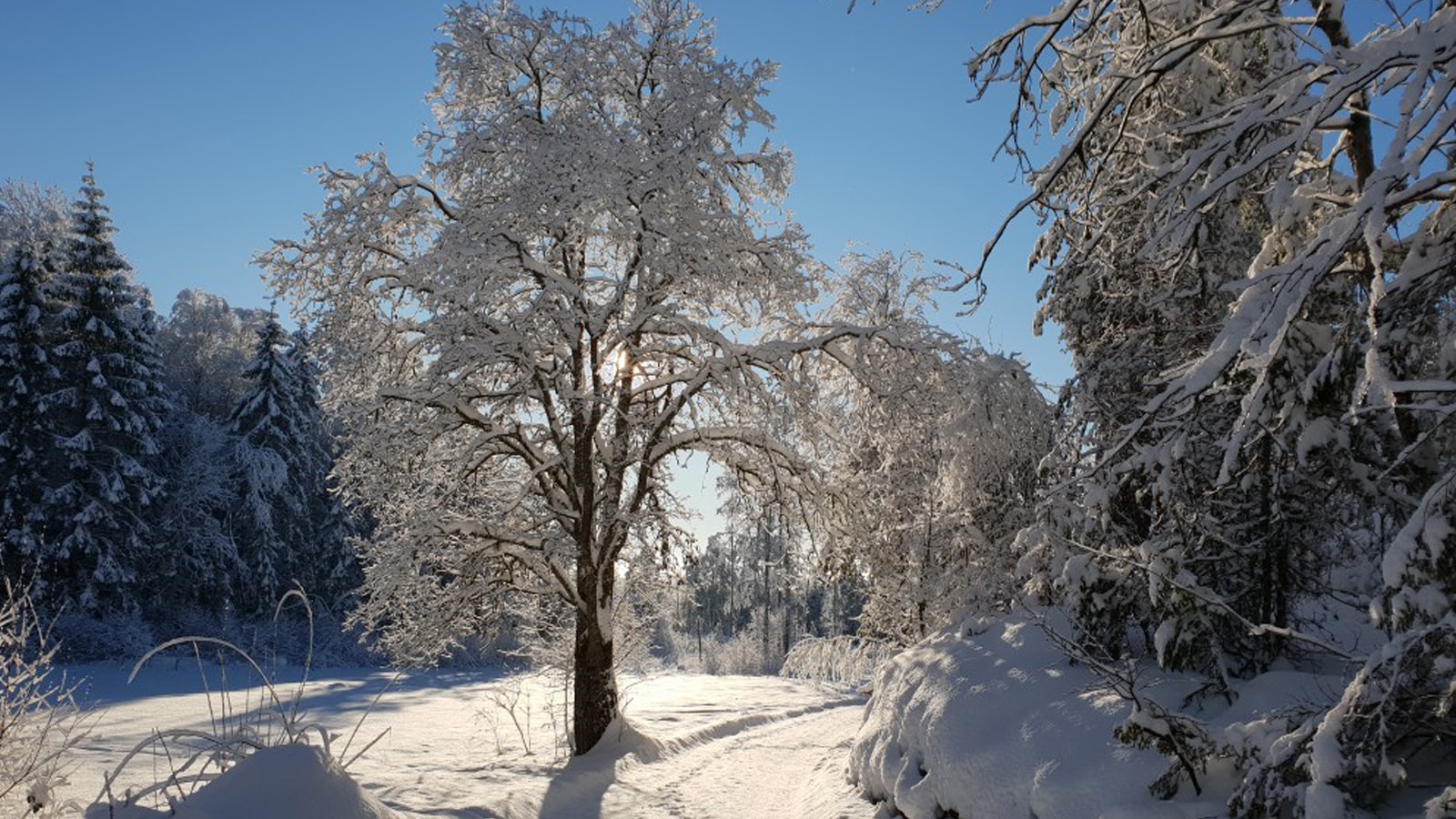 vinterbilde-skog-1600x900